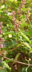 Plectranthus