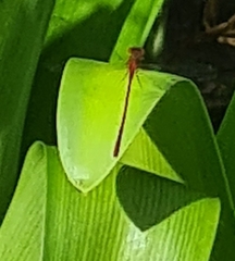 Xanthocnemis zealandica