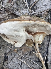 Ganoderma resinaceum