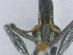 Oxystoma ochropus