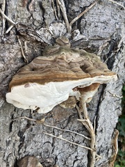 Ganoderma resinaceum