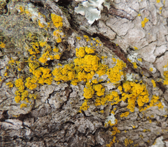 Candelariaceae
