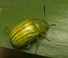 Calomela pallida