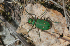Cicindela campestris