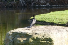 Microcarbo africanus africanus