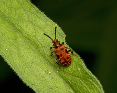 Lemodes coccinea