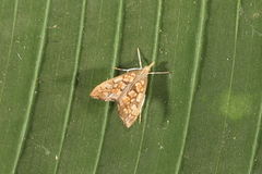 Hydropionea fenestralis