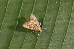 Hydropionea fenestralis