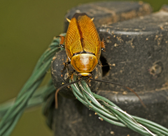 Ellipsidion