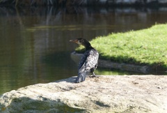 Microcarbo africanus africanus