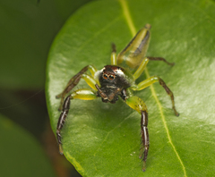 Mopsus mormon