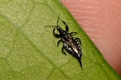Phlaeothripidae