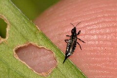 Phlaeothripidae