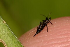 Phlaeothripidae