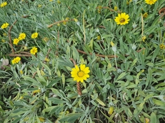 Gazania rigens