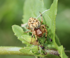 Salsa brisbanae