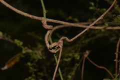 Loeseneriella barbata