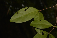 Loeseneriella barbata