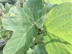 Pueraria montana lobata