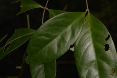 Loeseneriella barbata
