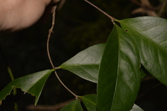 Loeseneriella barbata