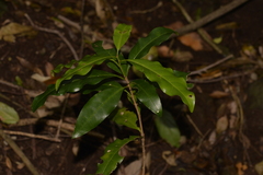 Actephila mooreana