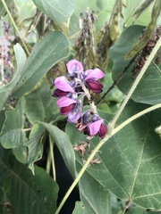 Pueraria montana lobata
