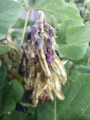 Pueraria montana lobata