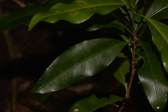Actephila mooreana