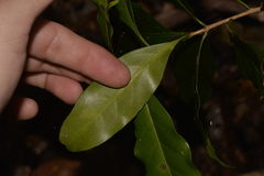 Actephila mooreana