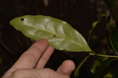 Actephila mooreana