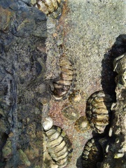Polyplacophora