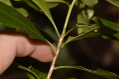 Actephila mooreana