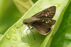 Pelopidas mathias