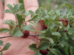 Ilex