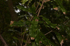 Macadamia integrifolia