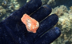 Arca noae