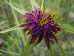 Tragopogon porrifolius
