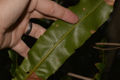 Macadamia integrifolia