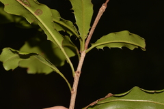 Macadamia integrifolia