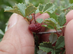 Ilex