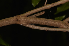 Macadamia integrifolia