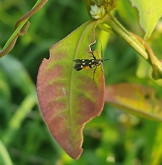 Eretmocera impactella