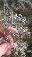 Artemisia maritima