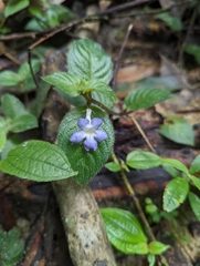 Gesneriaceae