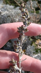 Artemisia maritima
