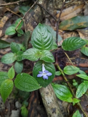 Gesneriaceae