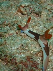 Nembrotha chamberlaini