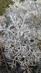 Artemisia maritima