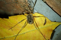Odiellus spinosus